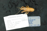 Image of Procambarus suttkusi